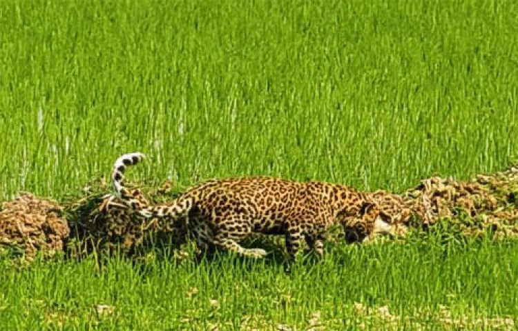 मां से बिछड़कर खेत में पहुंचा चार माह का तेंदुए का शावक