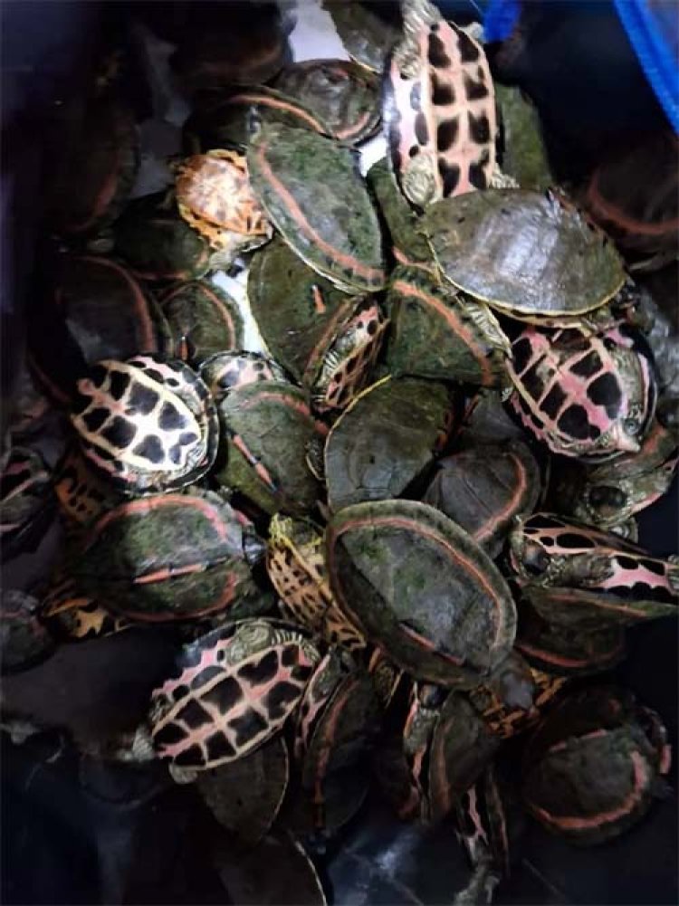 रेल नेटवर्क के जरिये दुर्लभ प्रजाति के कछुओं की तस्करी का सरगना गिरफ्तार