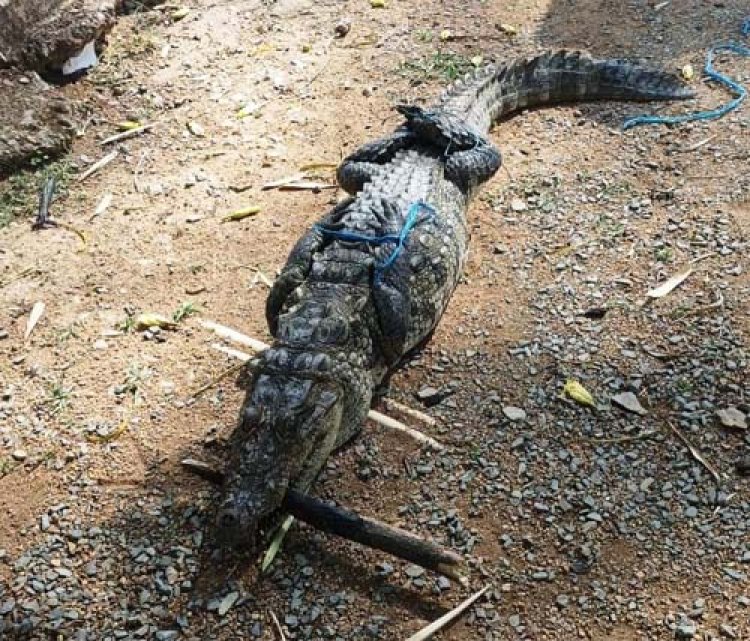 मगरमच्छ का सुरक्षित रेस्क्यू, जंगल सफारी में मिला नया आश्रय