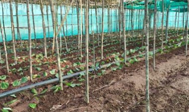 पान की विलुप्त होती खेती को नया जीवन, छुईखदान में पान अनुसंधान केन्द्र की स्थापना