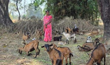बिहान ने बदली जल कुमारी की तकदीर, अभावों से निकलकर बनीं ’लखपति दीदी’