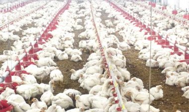 10,000 चूजों की क्षमता वाले एयर कंडीशनर मुर्गी फार्म का संचालन कर रही है माँ लक्ष्मी महिला समूह