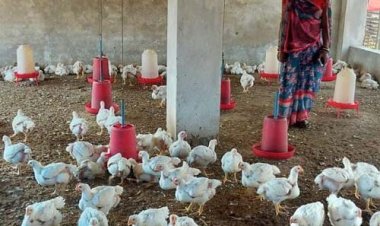 हौसले ने बदली तकदीर : मुर्गी पालन से आत्मनिर्भर बनीं ग्राम जमथान की सकून मौर्या