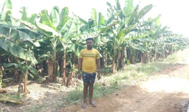 केला उत्पादन से बढ़ी आमदनी, उद्यानिकी खेती से मिला नया सहारा