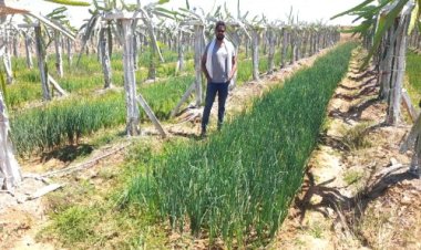 ड्रेगन फ्रूट की उन्नत खेती से उमा शुक्ला एवं प्रकाश नारायण शुक्ला दंपत्ति को प्रति एकड़ 1.25 लाख रुपए की आमदनी