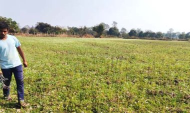 राष्ट्रीय बागवानी मिशन : किसान प्रमोद उद्यानिकी खेती से बना आत्मनिर्भर