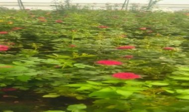 गुलाब की खेती से बदली तकदीर