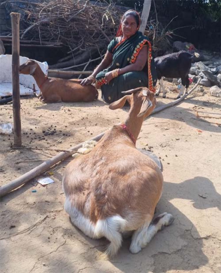 महतारी वंदन योजना से शुरू किया बकरी पालन