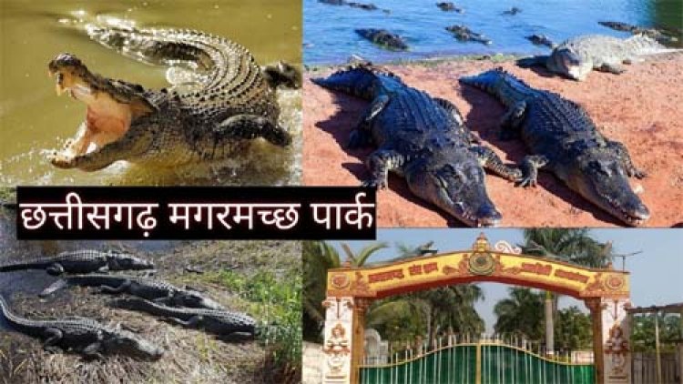 मगरमच्छ संरक्षण से बदली कोटमीसोनार की तस्वीर