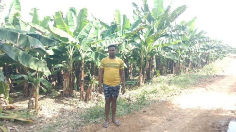 केला उत्पादन से बढ़ी आमदनी, उद्यानिकी खेती से मिला नया सहारा