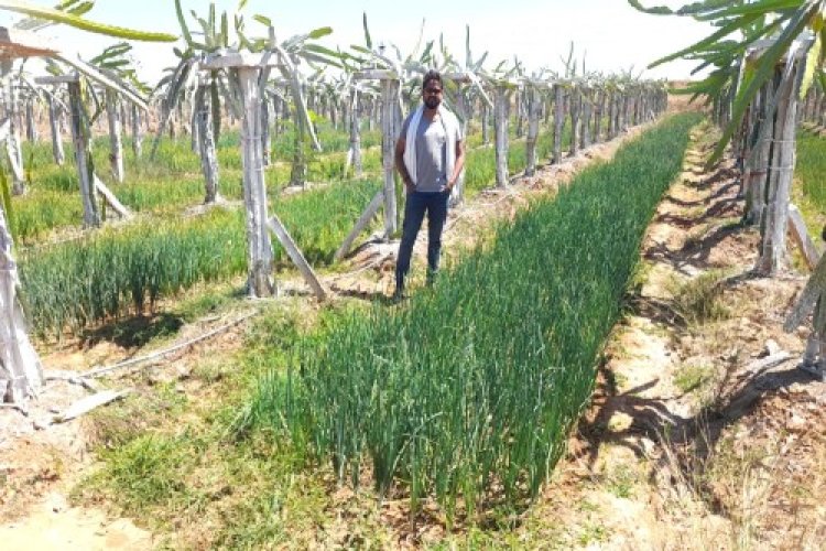 ड्रेगन फ्रूट की उन्नत खेती से उमा शुक्ला एवं प्रकाश नारायण शुक्ला दंपत्ति को प्रति एकड़ 1.25 लाख रुपए की आमदनी