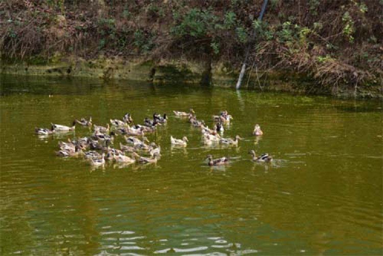 मछली पालन के साथ समन्वित कृषि प्रणाली अपनाकर पाकलू मरकाम बने समृद्ध कृषक