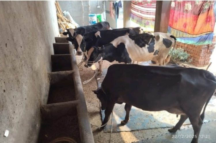 डेयरी व्यवसाय से आत्मनिर्भरता का सफर