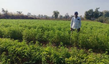 मसाला क्षेत्र विस्तार योजना: मसाले की खेती ओर बढ़ रहा किसानों का रूझान