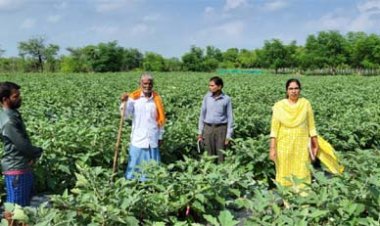 राष्ट्रीय कृषि विकास योजना: छोटे खेत में ग्राफ्टेड बैंगन की खेती से बड़ा मुनाफा