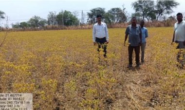 कुसुम की खेती बनी लाभ का सौदा , कम पानी में किसानों को अधिक मुनाफा