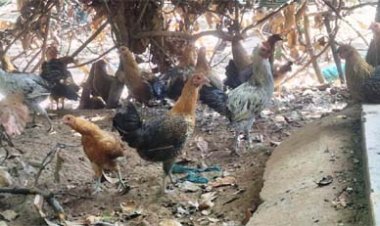 धोवाताल की 60 महिलाओं ने रची आत्मनिर्भरता की मिसाल