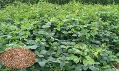 हरी खाद - मिट्टी की खोई उर्वरता बढ़ाने का प्राकृतिक समाधान