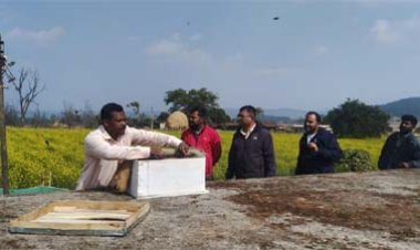 मधुमक्खी पालन: कम लागत में ज्यादा मुनाफे का बेहतर विकल्प