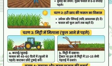 हरी खाद का उपयोग मिट्टी के लिए जीवनदायिनी संजीवनी से कम नहीं