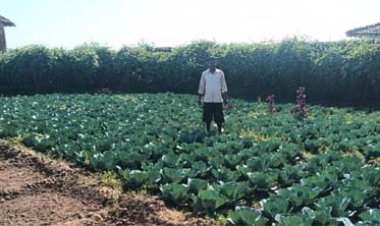 डबरी बनी स्थायी आजीविका का आधार : जल संरक्षण के साथ बढ़ी आय