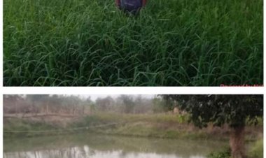 बहुआयामी खेती से बढ़ी आय, सगनू बने गांव के रोल मॉडल