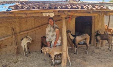 बिहान योजना से बदली जिंदगी: बकरी पालन से इंद्रनिया बाई बनीं ‘लखपति दीदी’
