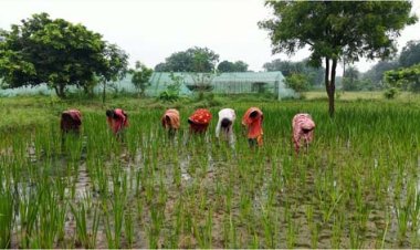 औषधीय पौधों की खेती से महिलाओं के जीवन में आया बदलाव