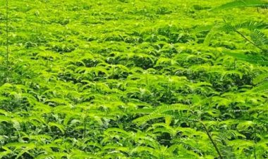 हरी खाद और नील-हरित काई से खेती को मिलेगी नई दिशा