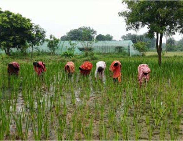 औषधीय पौधों की खेती से महिलाओं के जीवन में आया बदलाव