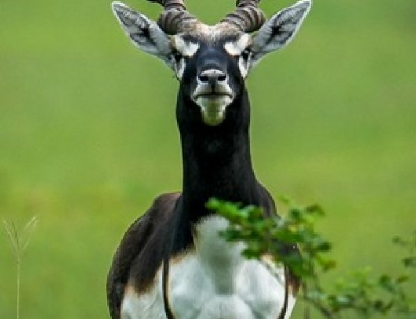 छत्तीसगढ़ का बरनवापारा अभयारण्य बना विलुप्ति के कगार पर पहुंचे काले हिरणों के पुनर्जीवन का मजबूत उदाहरण