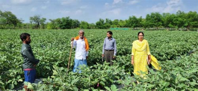 राष्ट्रीय कृषि विकास योजना: छोटे खेत में ग्राफ्टेड बैंगन की खेती से बड़ा मुनाफा