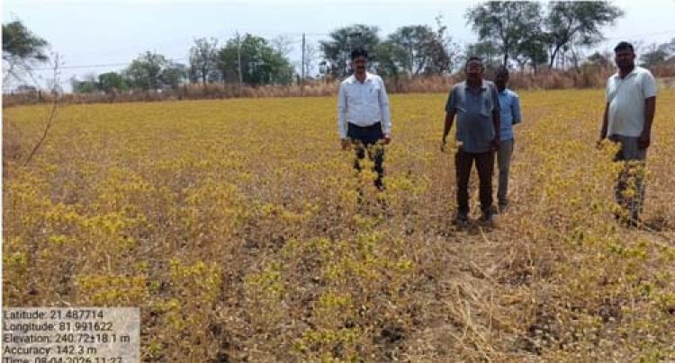 कुसुम की खेती बनी लाभ का सौदा , कम पानी में किसानों को अधिक मुनाफा