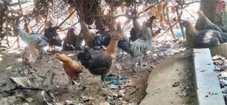 धोवाताल की 60 महिलाओं ने रची आत्मनिर्भरता की मिसाल