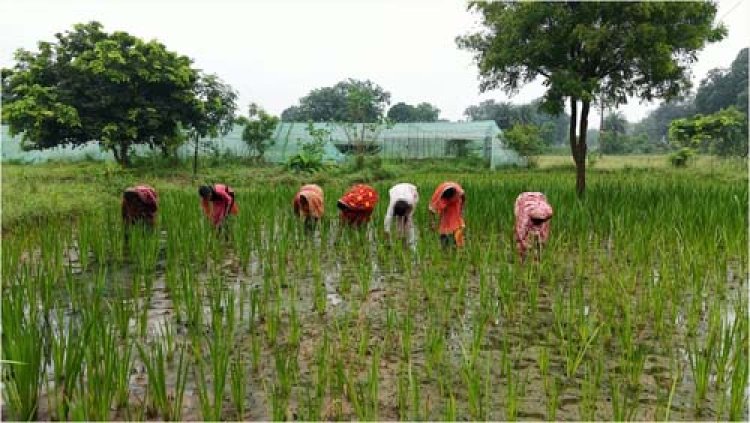 औषधीय पौधों की खेती से महिलाओं के जीवन में आया बदलाव