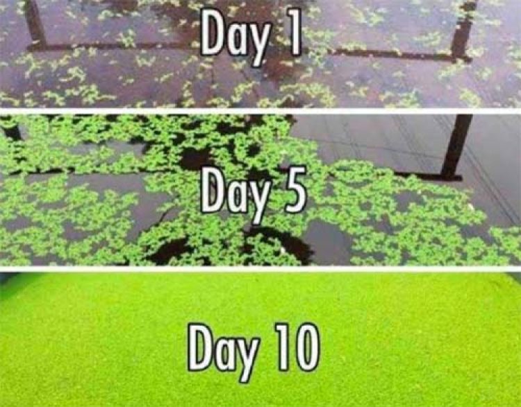 धान फसल के लिए सस्ता, टिकाऊ और प्रभावी जैविक उर्वरक