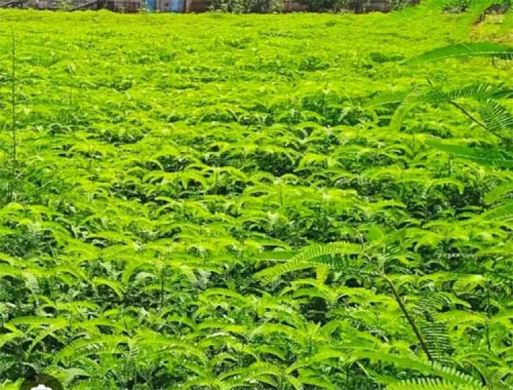 हरी खाद और नील-हरित काई से खेती को मिलेगी नई दिशा