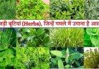 विशेष लेख : छत्तीसगढ़ की जड़ी-बूटियों से महकेगा नारी शक्ति का स्वावलंबन