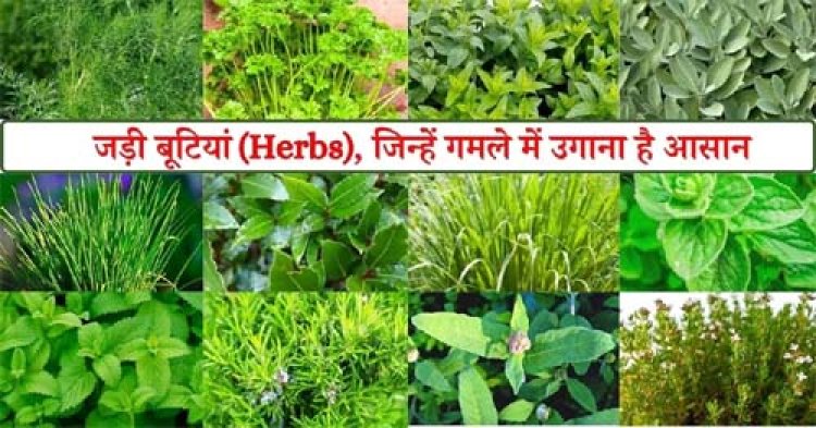 विशेष लेख : छत्तीसगढ़ की जड़ी-बूटियों से महकेगा नारी शक्ति का स्वावलंबन