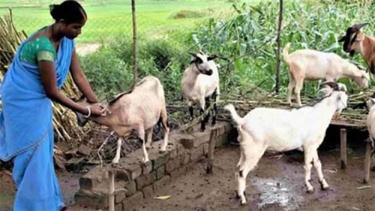 धमतरी का भटगांव बनेगा इनोवेशन हब, छत्तीसगढ़ के पहले अत्याधुनिक बकरी ब्रीडिंग एवं रिसर्च सेंटर की तैयारी