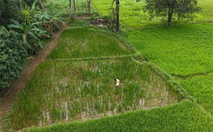 पैडी डायवर्सन मॉडल से बदली किसानों की तकदीर