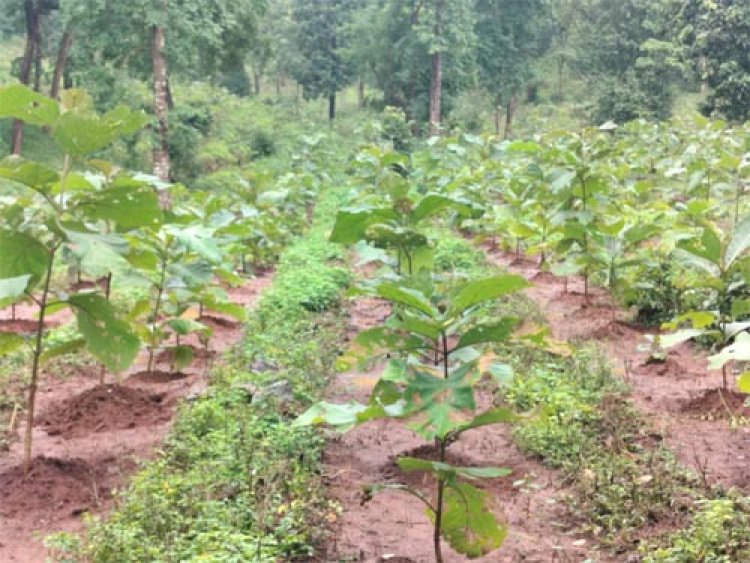 हरियाली की ओर बढ़ते कदम