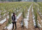 करेले की खेती ने बदली तकदीर धान से सात गुना अधिक हुई आय