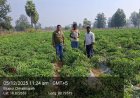 शेडनेट हाउस ने बदली किसान की तकदीर