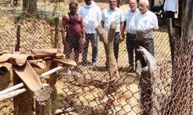 एटीआर के ग्राम डंगनिया निवासी आनंद एक्का ने सूकर पालन को बनाया आय का जरिया