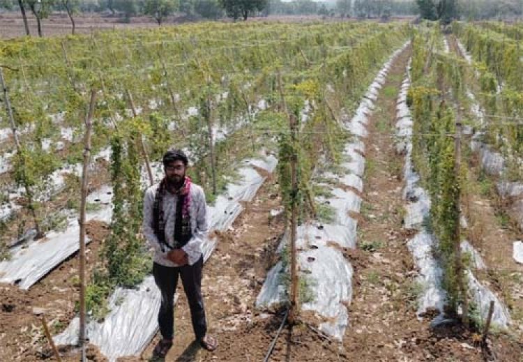 करेले की खेती ने बदली तकदीर धान से सात गुना अधिक हुई आय