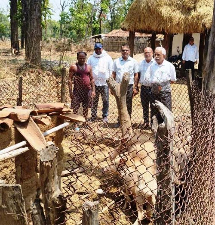 एटीआर के ग्राम डंगनिया निवासी आनंद एक्का ने सूकर पालन को बनाया आय का जरिया