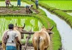 प्रदेश में मानसून के दस्तक के साथ ही खेती-किसानी में तेजी