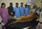 खिवनी के बाघ युवराज के आगे के दोनों पैर और पिछले बाएं पैर में गहरे घाव मिले
