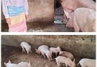 मेहनत और सरकारी सहयोग का परिणाम, सूकर पालन से आर्थिक सशक्तिकरण की मिसाल